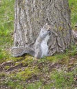 Eastern Gray Squirrel Holding Walnut And Biting It Royalty Free Stock Photo