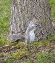 Eastern Gray Squirrel Holding Walnut And Smiling Royalty Free Stock Photo