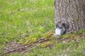 Eastern Gray Squirrel Leaning Back Against Tree Eating Walnut Royalty Free Stock Photo