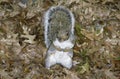 Eastern Gray Squirrel Leaves Royalty Free Stock Photo