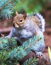 Eastern Grey Squirrel through Evergreen Branches