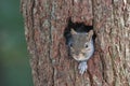 Eastern Gray Squirrel Looking Out of a Tree Hole