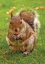 Eastern Gray Squirrel with nut