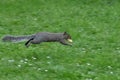 Eastern Gray Squirrel with peanut, 4.