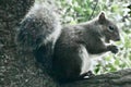 Eastern Gray Squirrel with peanut, 3.
