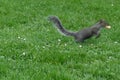 Eastern Gray Squirrel with peanut, 6.