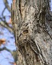 Eastern Gray Squirrel Peeking From Hole In Tree Royalty Free Stock Photo