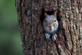 Eastern Gray Squirrel Peeking Out of a Tree Hole Royalty Free Stock Photo