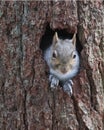 Eastern Gray Squirrel Peeps Out of a Tree Hole Royalty Free Stock Photo