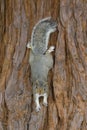 Eastern Gray Squirrel on Redwood Tree Trunk Royalty Free Stock Photo