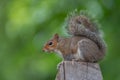 eastern gray squirrel Royalty Free Stock Photo