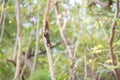 Eastern Gray Squirrel Sciruus carolinensis on the tree