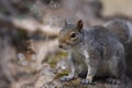 Eastern Gray Squirrel (Sciurus carolinensis) Royalty Free Stock Photo