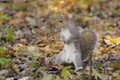 Eastern gray squirrel, sciurus carolinensis Royalty Free Stock Photo