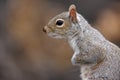 Eastern Gray Squirrel (Sciurus carolinensis) Royalty Free Stock Photo