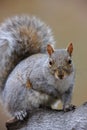 Eastern Gray Squirrel (Sciurus carolinensis) Royalty Free Stock Photo