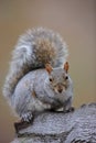 Eastern Gray Squirrel (Sciurus carolinensis)