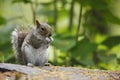 Eastern Gray Squirrel (Sciurus carolinensis) Royalty Free Stock Photo