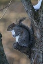 Eastern Grey Squirrel Perched on Branch Stub - Sciurus carolinensis
