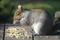 Eastern gray squirrel eating birdseeds 2 - Sciurus carolinensis