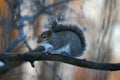 Cute Eastern Gray Squirrel with Froston Nose- Sciurus carolinensis Royalty Free Stock Photo