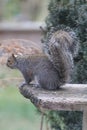 Eastern Gray Squirrel on weathered bench - Sciurus carolinensis Royalty Free Stock Photo