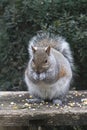 Eastern Gray Squirrel Eating Cracked Corn 2 - Sciurus carolinensis Royalty Free Stock Photo