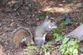 A cute eastern gray squirrel Sciurus carolinensis, also known as the grey squirrel Royalty Free Stock Photo