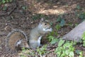 A cute eastern gray squirrel Sciurus carolinensis, also known as the grey squirrel Royalty Free Stock Photo