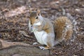 A cute eastern gray squirrel Sciurus carolinensis, also known as the grey squirrel Royalty Free Stock Photo