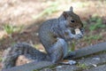 A cute eastern gray squirrel Sciurus carolinensis, also known as the grey squirrel Royalty Free Stock Photo