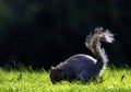 Eastern gray squirrel/ Sciurus carolinensis in British park Royalty Free Stock Photo
