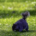 Eastern gray squirrel/ Sciurus carolinensis in British park Royalty Free Stock Photo
