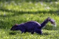 Eastern gray squirrel/ Sciurus carolinensis in British park Royalty Free Stock Photo