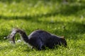 Eastern gray squirrel/ Sciurus carolinensis in British park Royalty Free Stock Photo