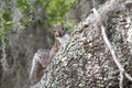 Eastern Gray Squirrel climbing Live Oak with Spanish Moss at Donnelley WMA, South Carolina, USA