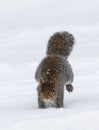 Eastern Gray Squirrel (Sciurus carolinensis) Royalty Free Stock Photo