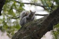 Eastern Gray Squirrel Sciurus carolinensis Royalty Free Stock Photo