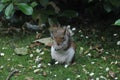 An eastern gray squirrel (Sciurus carolinensis), eating in a garden Royalty Free Stock Photo