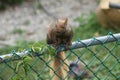 Eastern Gray Squirrel (Sciurus carolinensis) on Fence Royalty Free Stock Photo