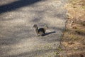Eastern Gray Squirrel Royalty Free Stock Photo