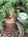 An eastern gray squirrel (Sciurus carolinensis), in a garden Royalty Free Stock Photo