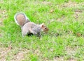 Eastern gray squirrel on a green lawn in spring.