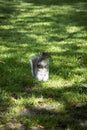 Eastern gray squirrel ( Sciurus carolinensis) in the green park, Liverpool Royalty Free Stock Photo