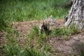Eastern gray squirrel ( Sciurus carolinensis) in the green park, Liverpool Royalty Free Stock Photo