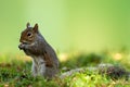 Eastern gray squirrel (Sciurus carolinensis) Royalty Free Stock Photo