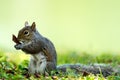 Eastern gray squirrel (Sciurus carolinensis) Royalty Free Stock Photo