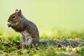 Eastern gray squirrel (Sciurus carolinensis) Royalty Free Stock Photo