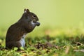 Eastern gray squirrel (Sciurus carolinensis) Royalty Free Stock Photo