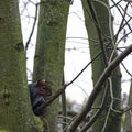 Eastern gray squirrel hidden in the tree - London, United Kingdom Royalty Free Stock Photo